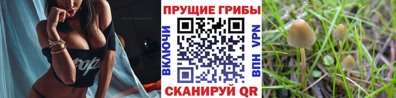 Псилоцибиновые грибы Cubensis  Починок 